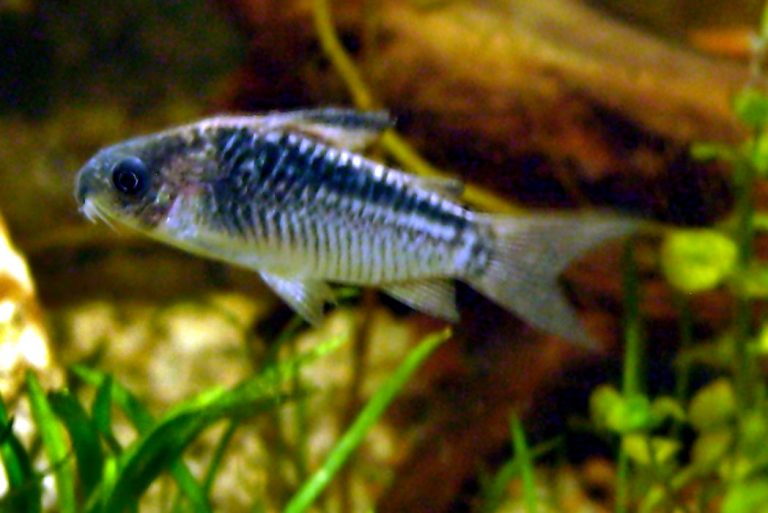 Cory Catfish Care Guide