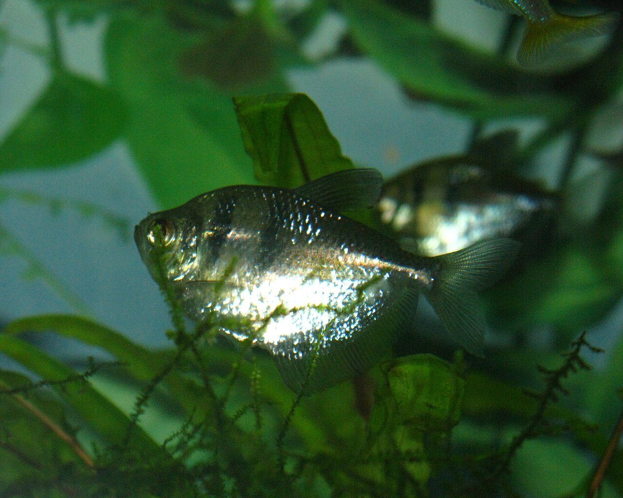Cutest Fish For Aquarium