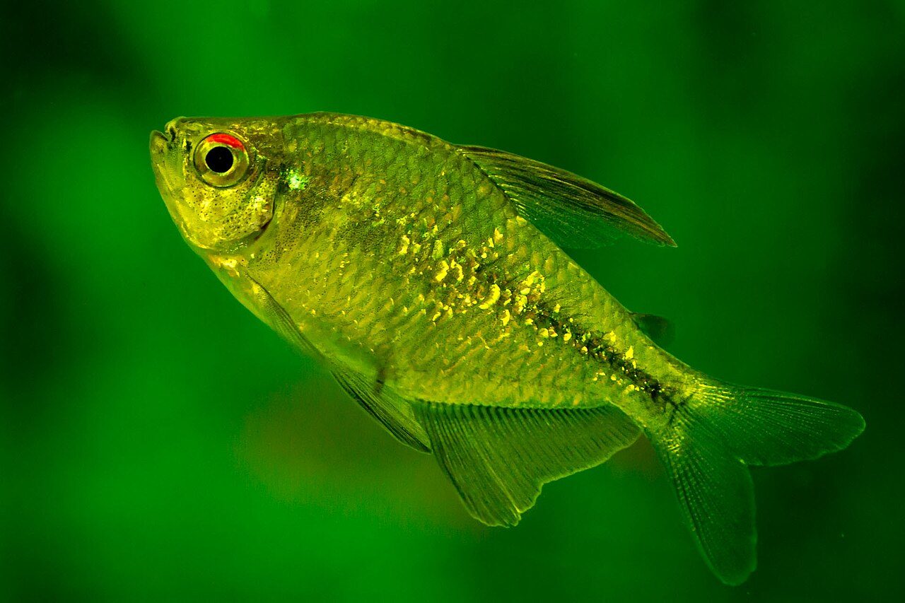 Diamond Tetra Care Guide