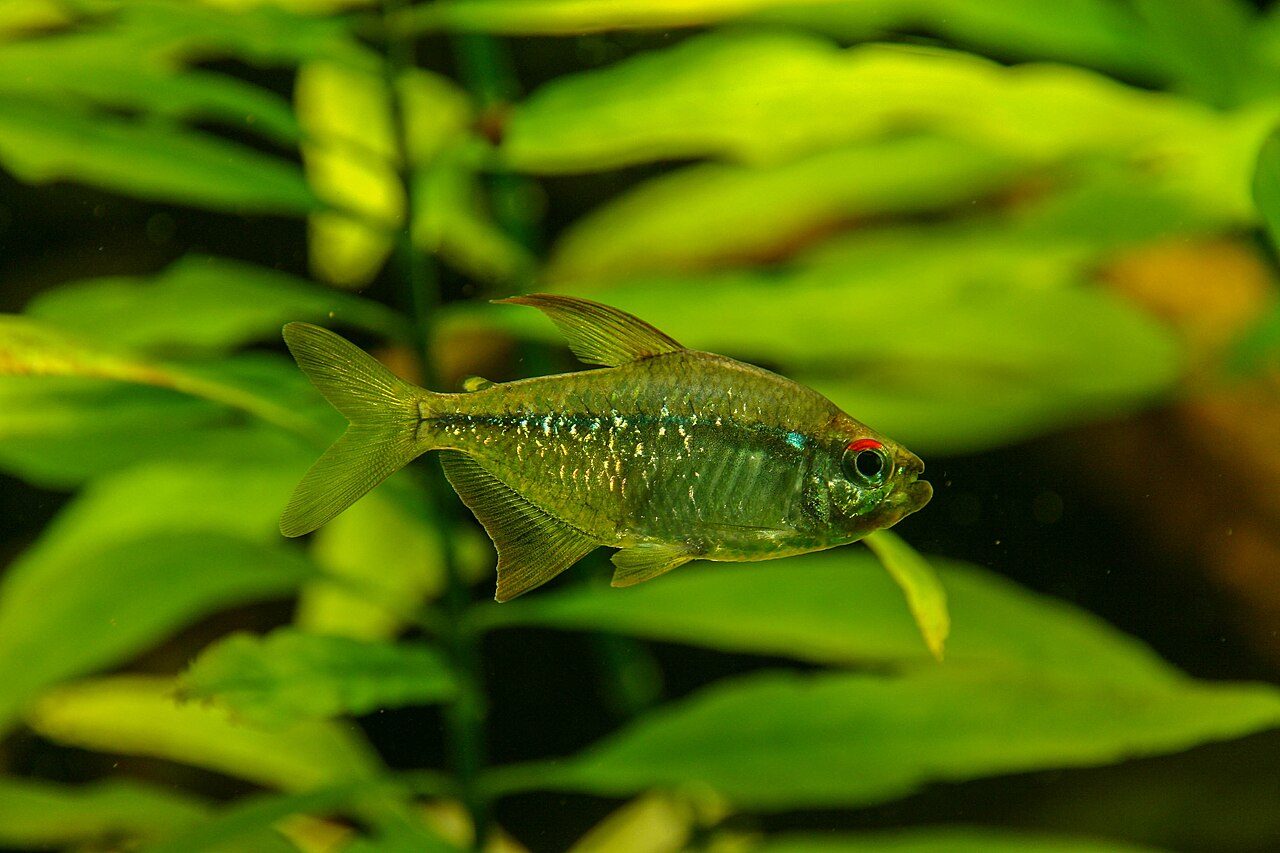 Diamond Tetra Lifespan