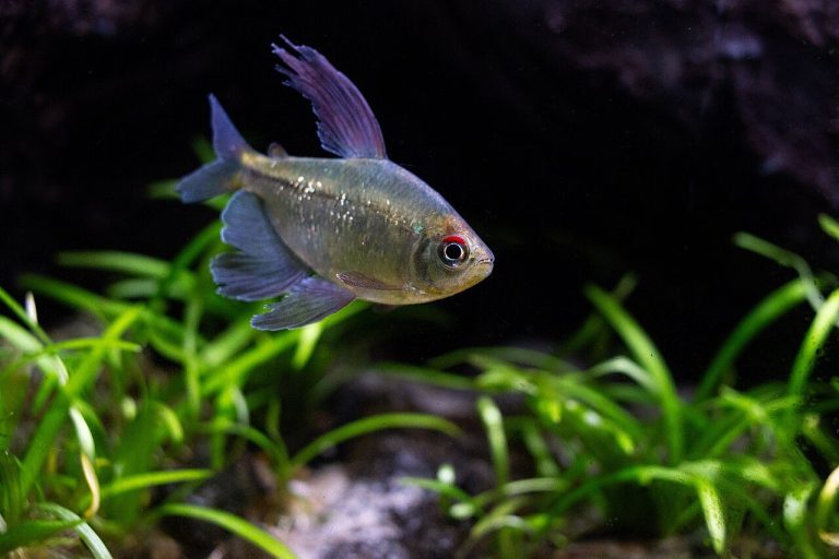 Diamond Tetra Male Vs Female
