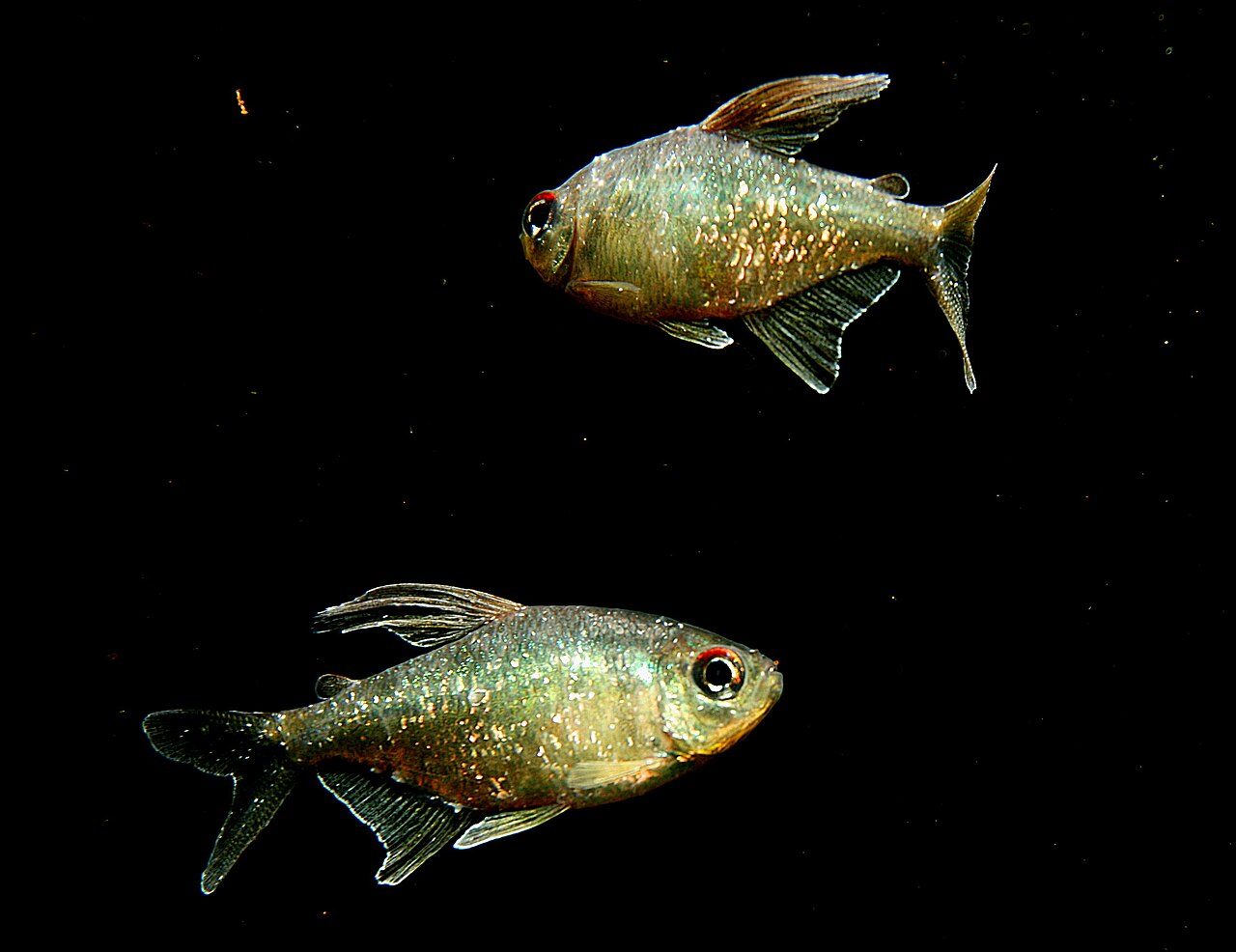 Diamond Tetra Size