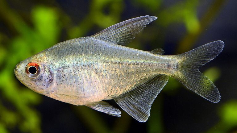 Diamond Tetra Tank Mates