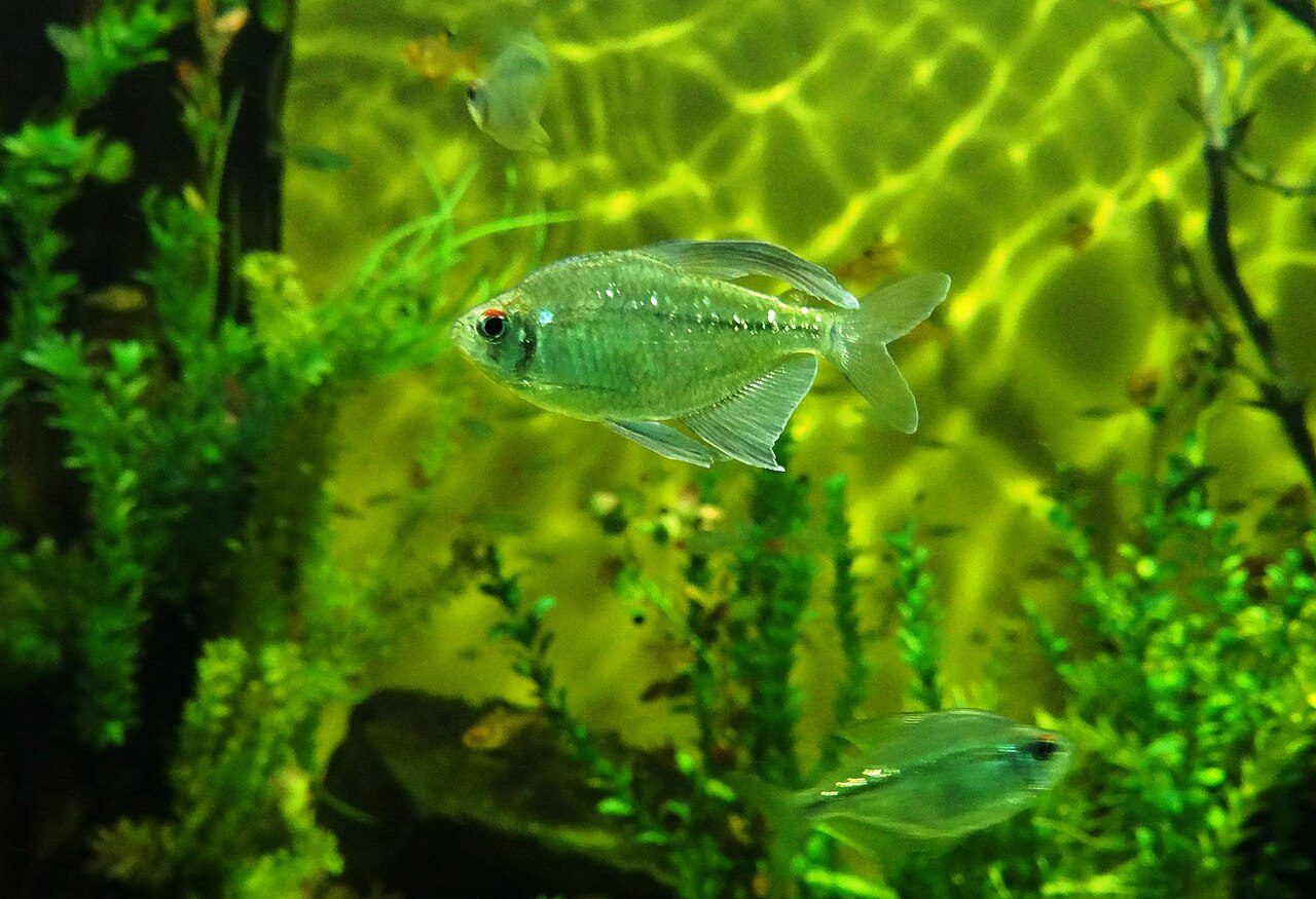 Diamond Tetra With Betta Fish