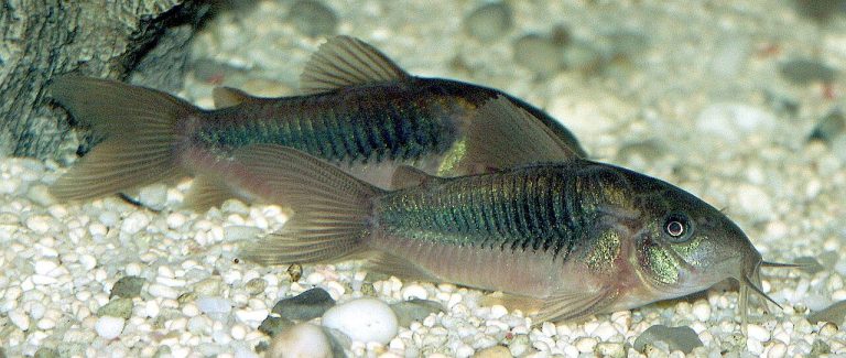 Different Kinds Of Freshwater Fish