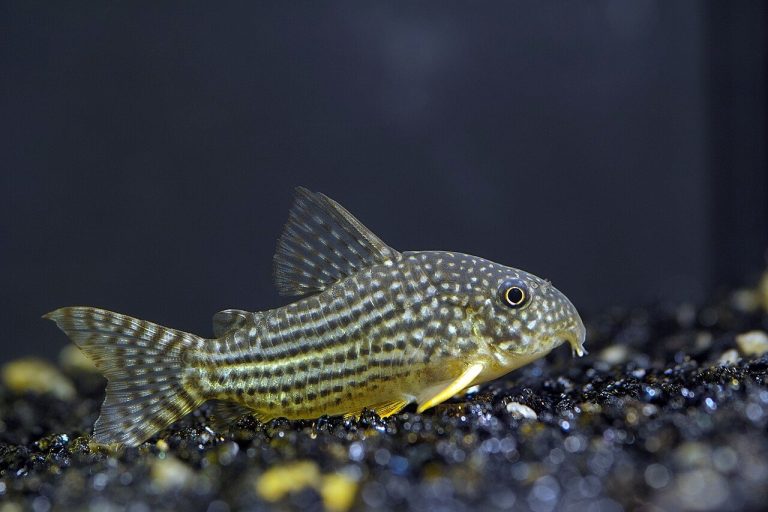 Different Kinds Of Sea Fish