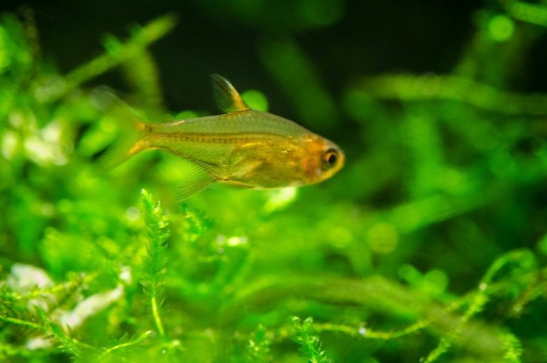 Different Kinds Of Tetra Fish