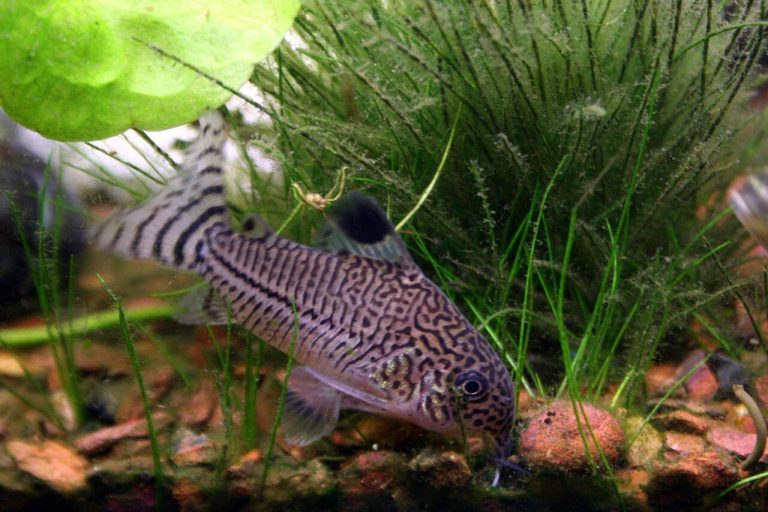 Different Types Of Fish In The Ocean