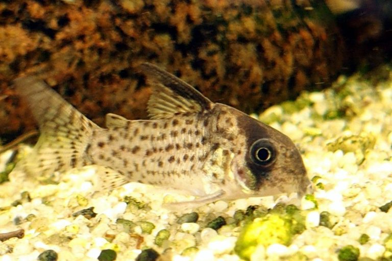 Different Types Of Fish Tanks