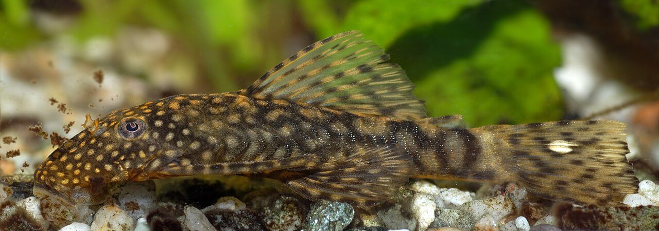 Different Types Of Fishes For Aquarium
