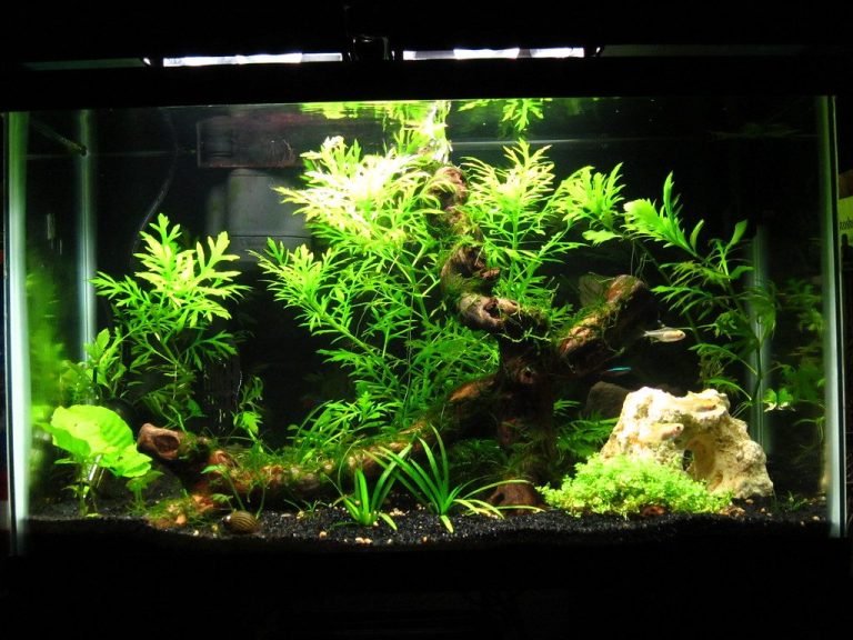 Disease Cross Contamination Aquarium