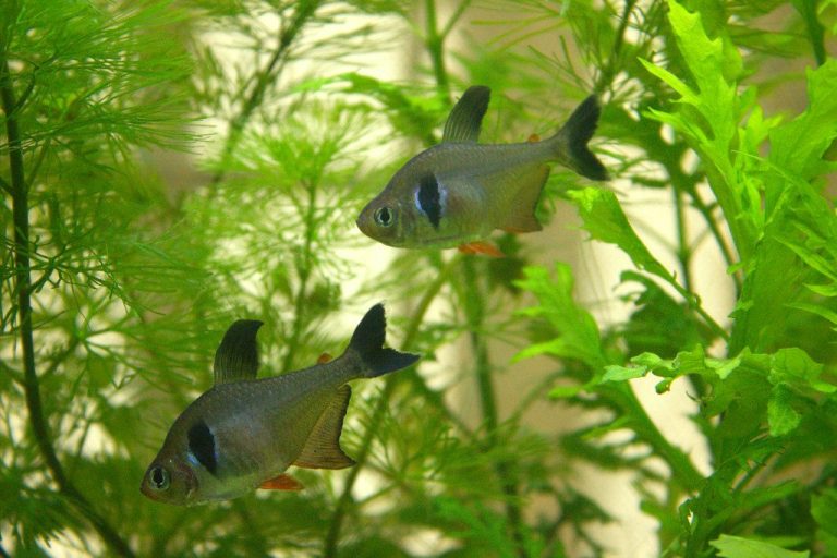 Disinfect Aquarium Buckets