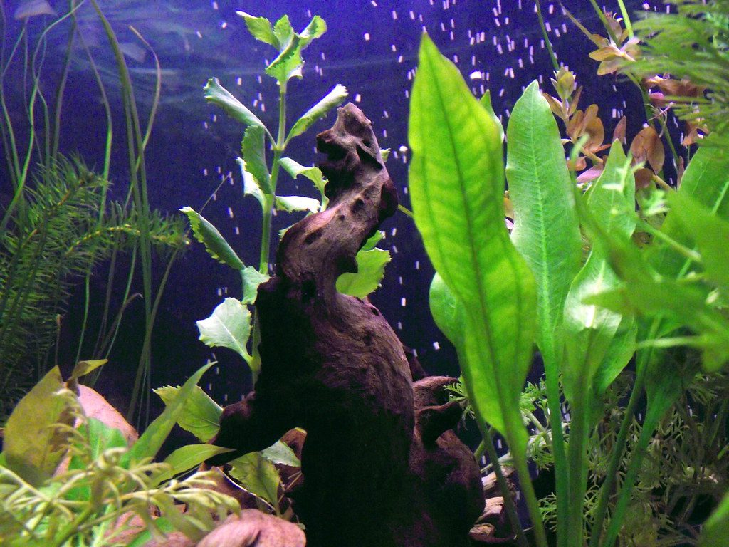 Disinfect Aquarium Nets