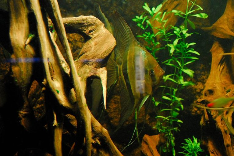 Do Angelfish Eat Live Plants