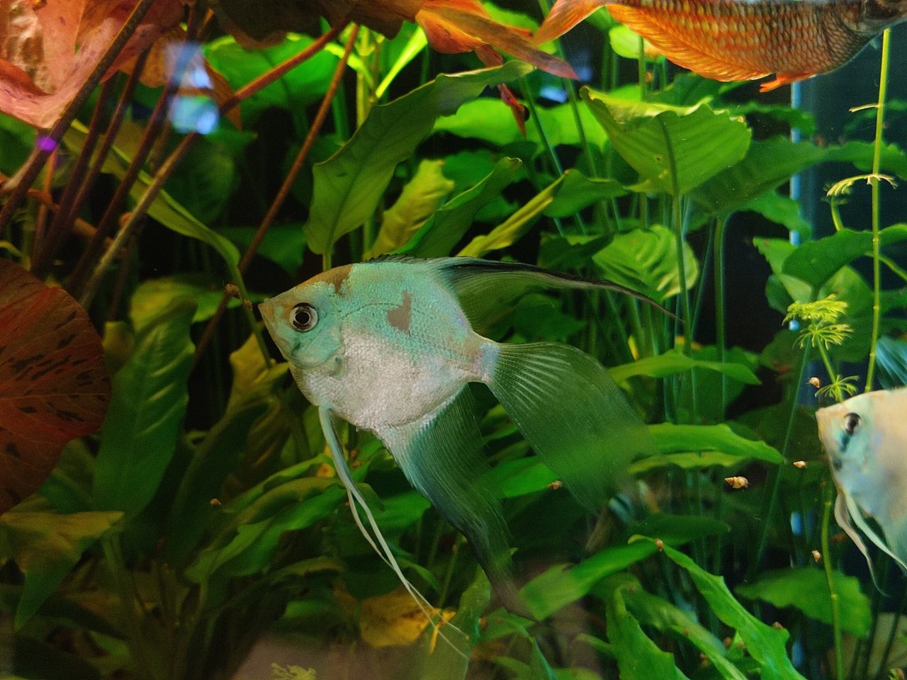 Do Angelfish Need A Filter