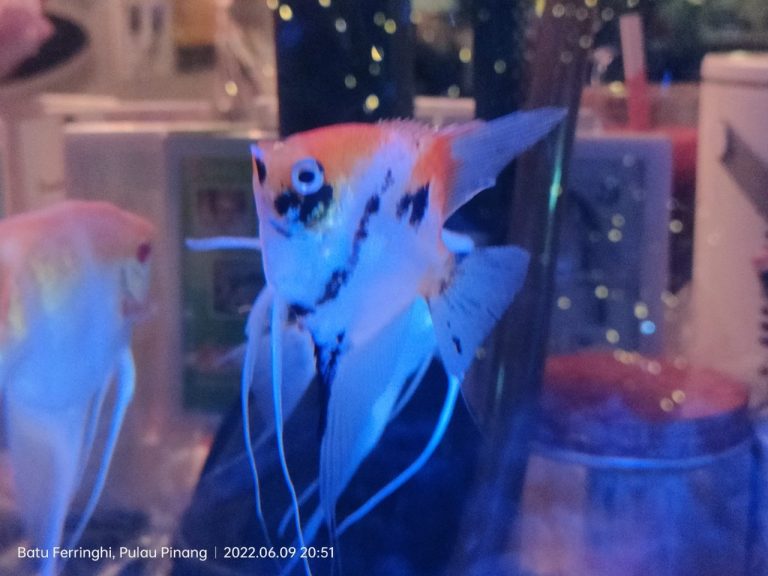 Do Angelfish Need A Heater