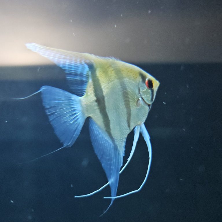 Do Angelfish Need Aquarium Salt