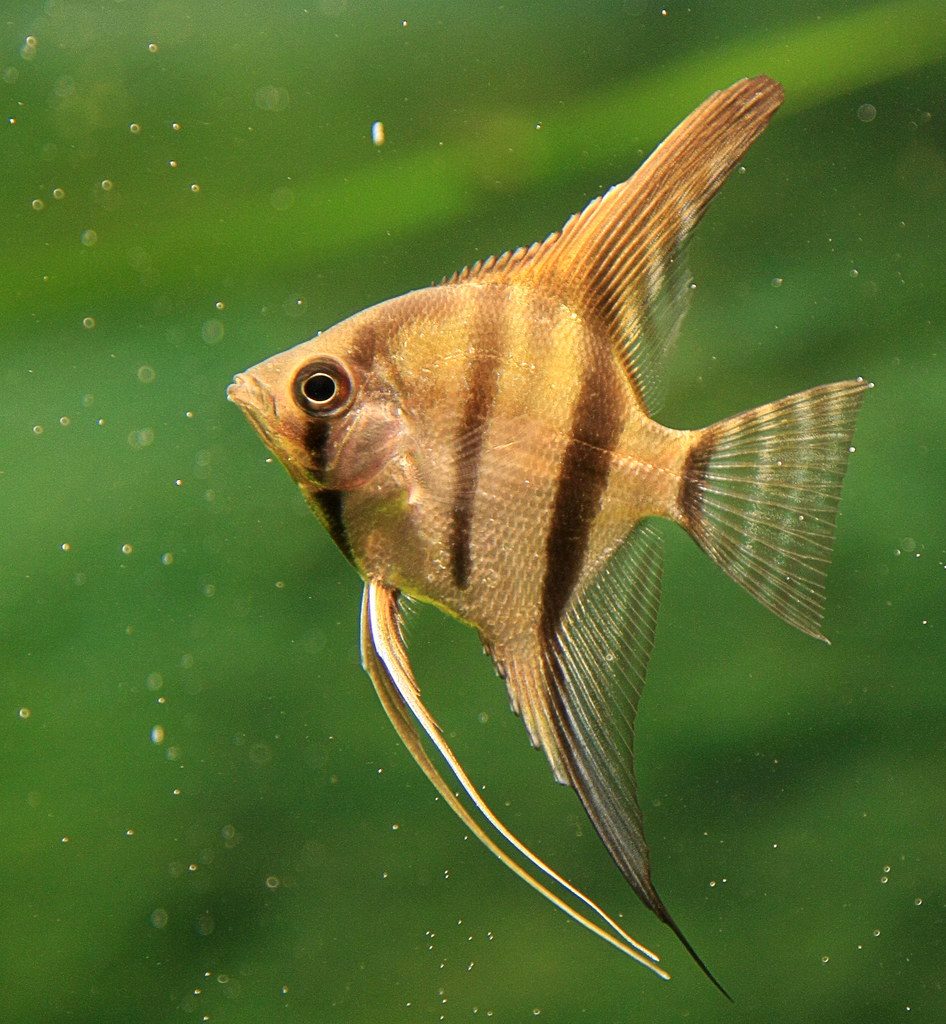 Do Angelfish Need Live Plants