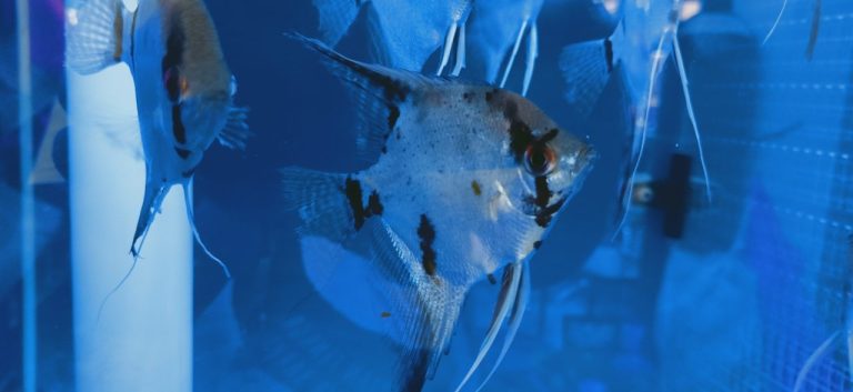 Do Angelfish Need To Be In Pairs
