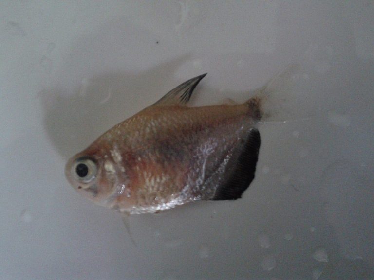 Do Aquarium Thermometers Contain Mercury