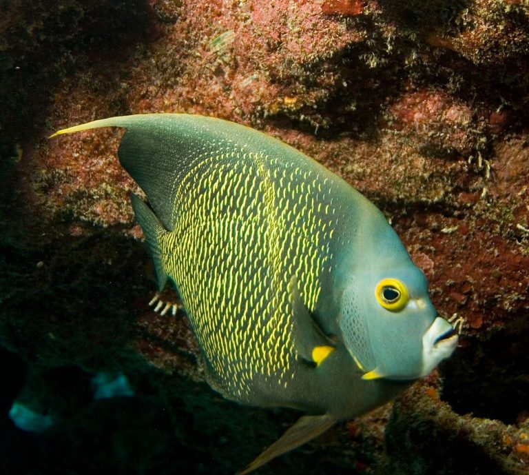 Do French Angelfish Mate For Life