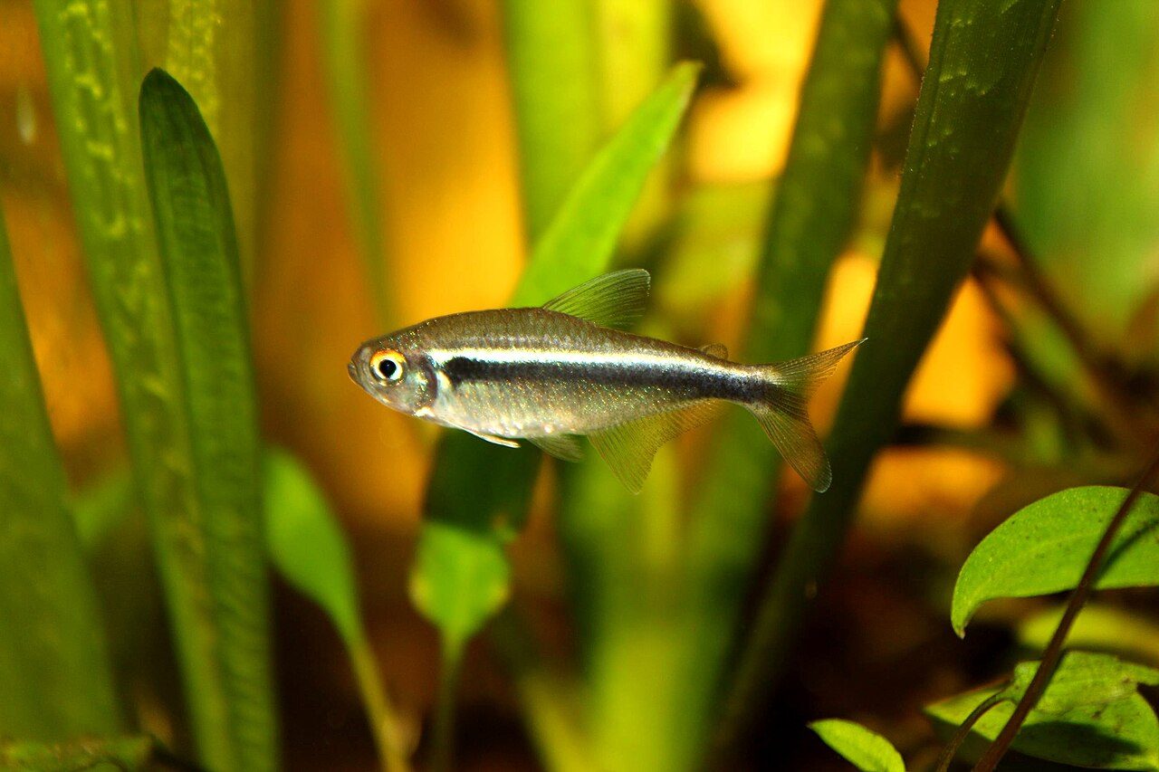 Do Neon Fish Need A Heater