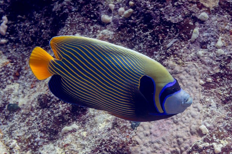 Do Saltwater Angelfish Need Sponge In Their Diet