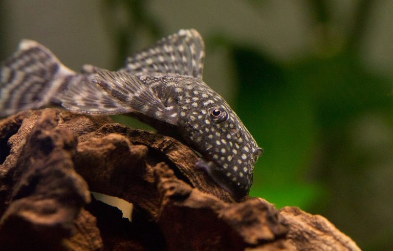 Easiest Freshwater Fish To Care For
