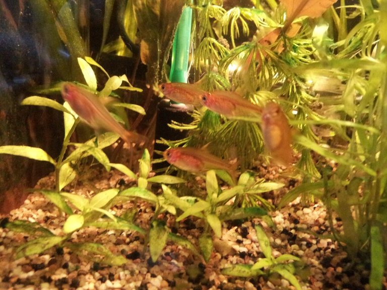 Ember Tetra Care Guide