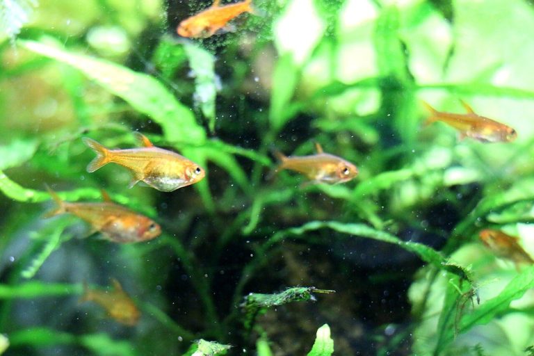 Ember Tetra Disease / Dying / Stress Signs