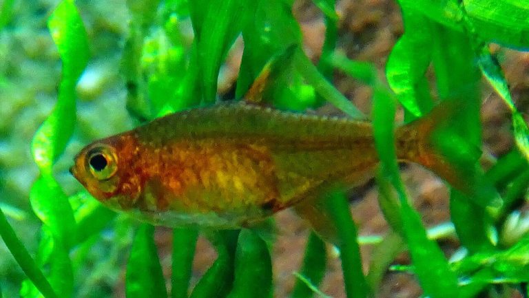Ember Tetra For Beginners