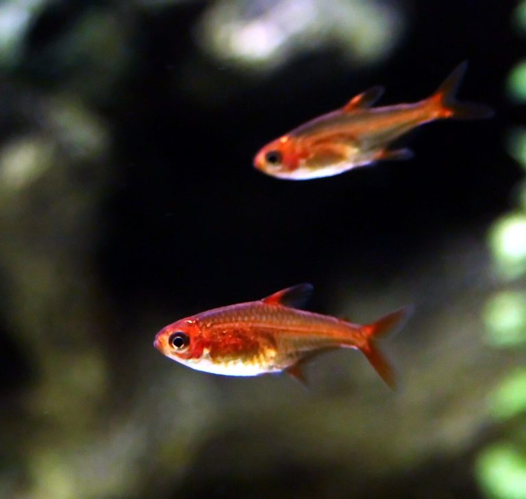 Ember Tetra Lifespan