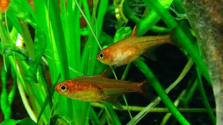 Ember Tetra Male Vs Female