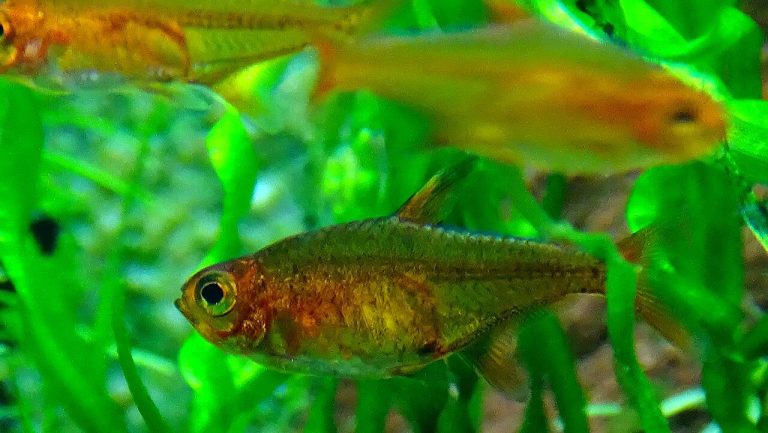 Ember Tetra Nano Tank