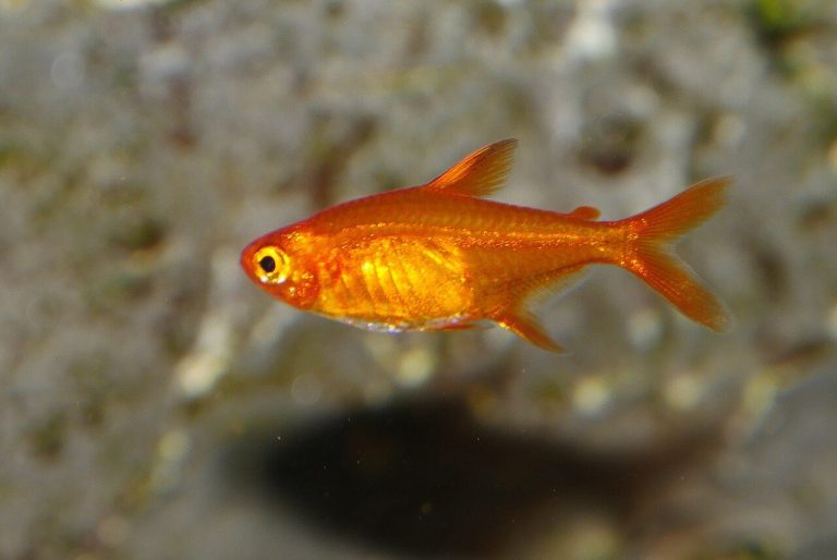 Ember Tetra Size