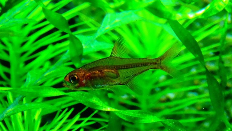Ember Tetra Tank Mates