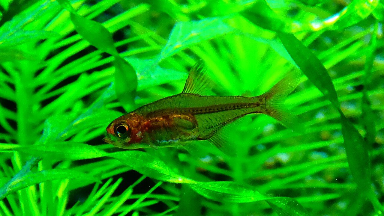 Ember Tetra Tank Mates