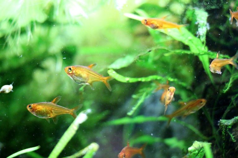 Ember Tetra Tank Size (Gallons)
