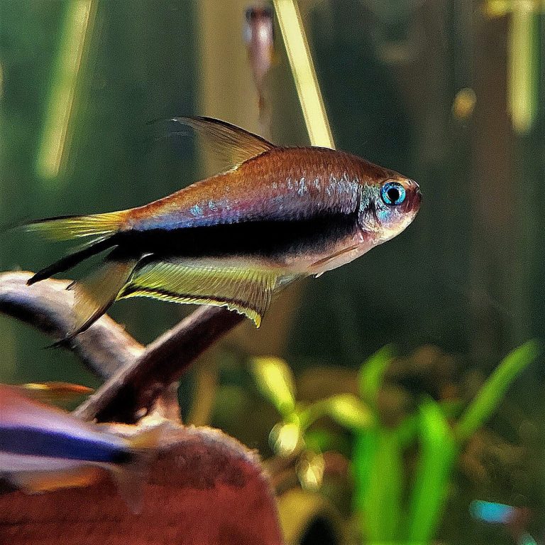 Emperor Tetra Care Guide