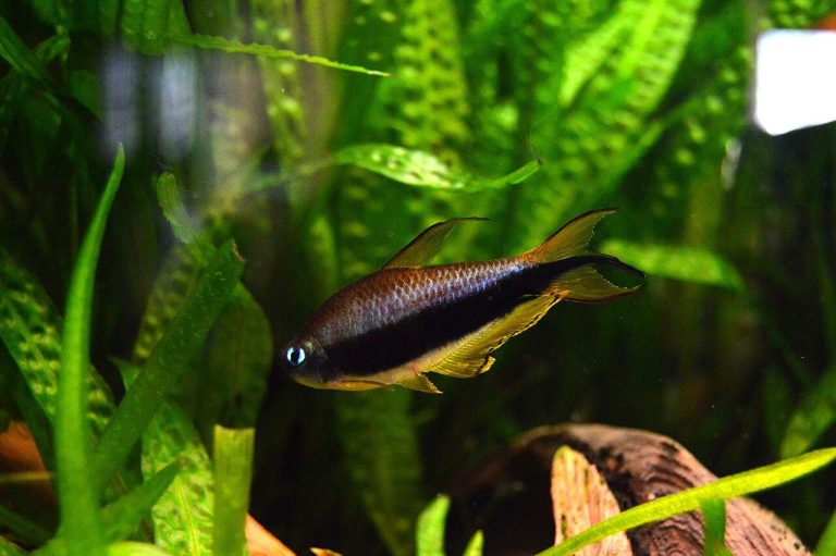 Emperor Tetra Disease / Dying / Stress Signs