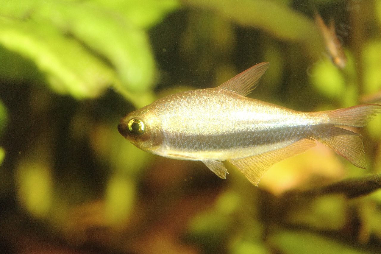 Emperor Tetra For Beginners