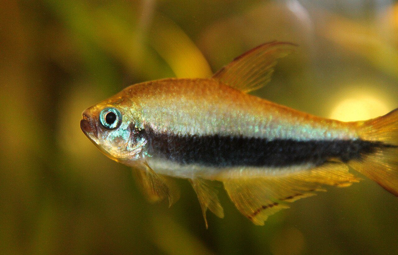 Emperor Tetra Lifespan