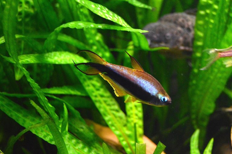 Emperor Tetra Male Vs Female
