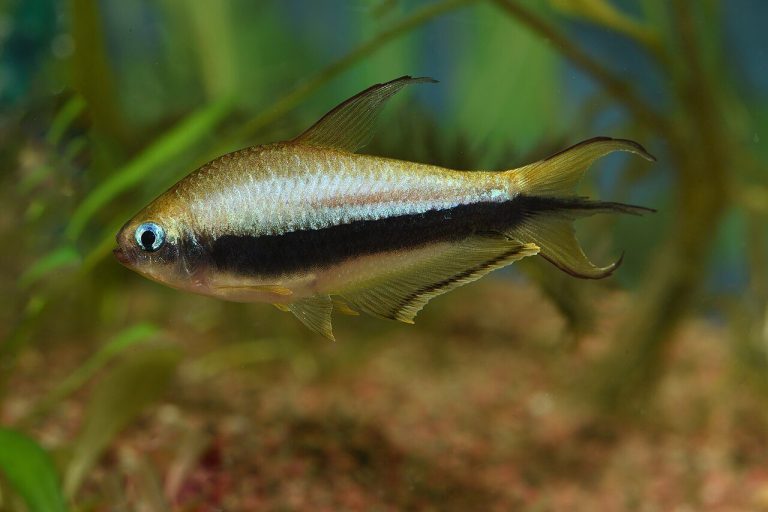 Emperor Tetra Size