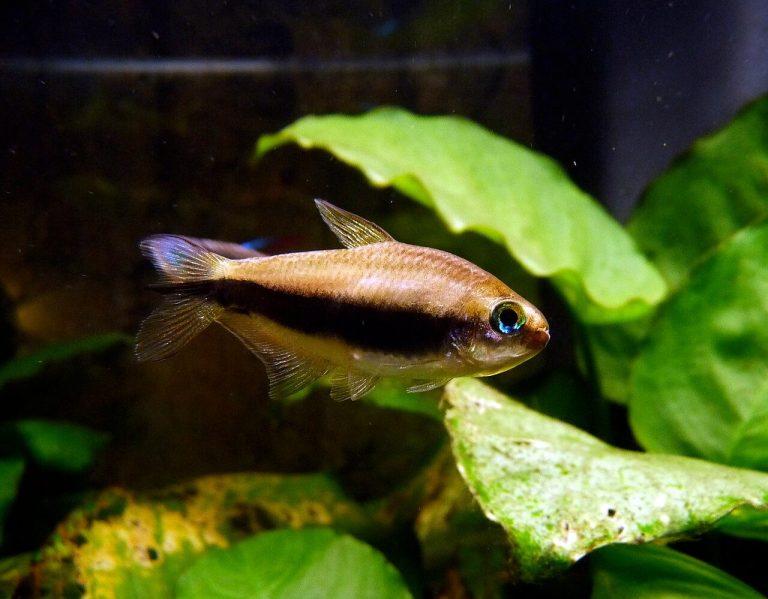 Emperor Tetra Size And Lifespan