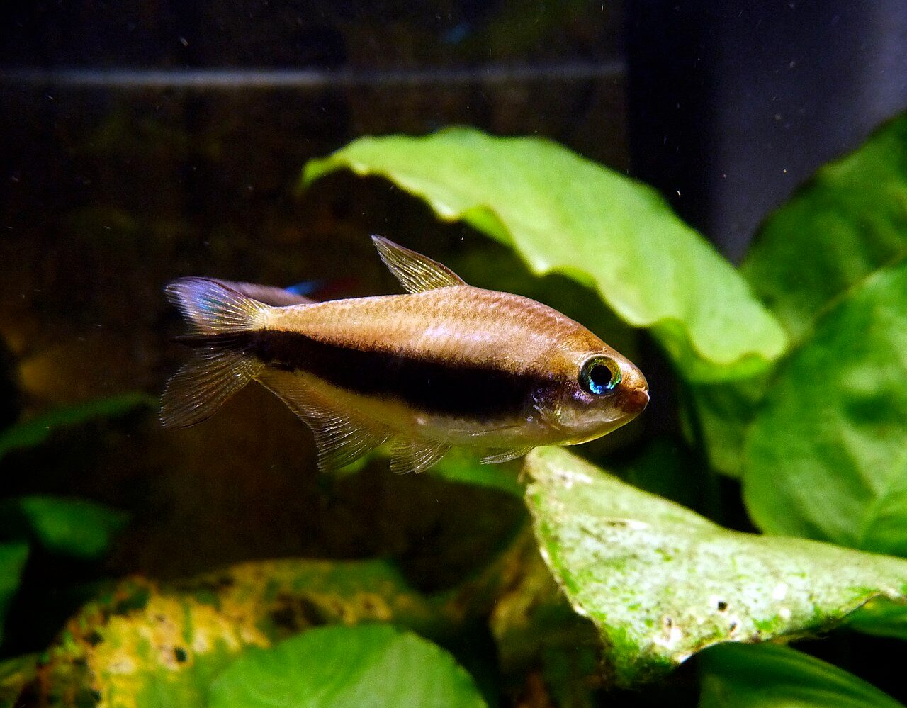 Emperor Tetra Size And Lifespan