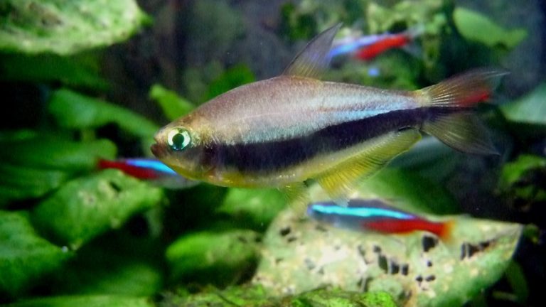 Emperor Tetra Tank Mates