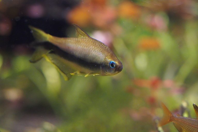 Emperor Tetra Tank Size (Gallons)