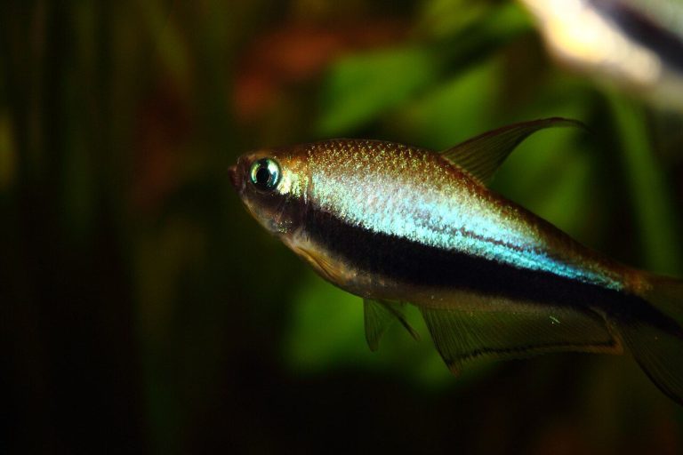 Emperor Tetra With Betta Fish