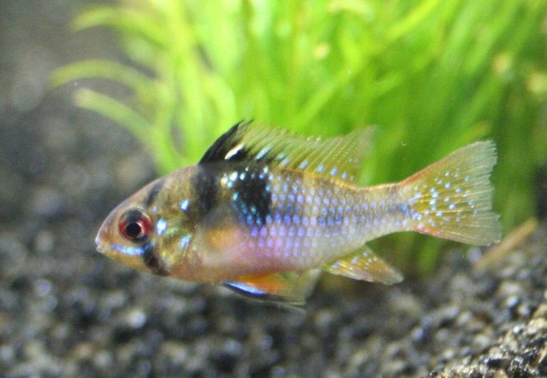 Exotic Fresh Water Fish